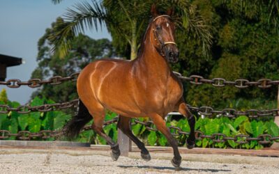 El Caballo Criollo Colombiano: Un legado de tradición y fortaleza