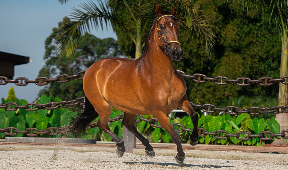 El Caballo Criollo Colombiano: Un legado de tradición y fortaleza